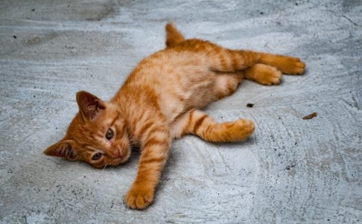 躺在地上的橙色虎斑猫图片