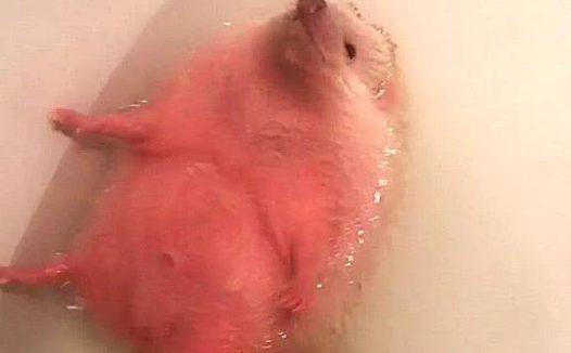 女主人给刺猬洗澡,放完热水后忘了,想起后,熟了?