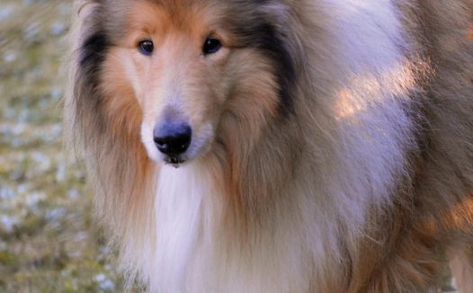 棕白相间苏格兰牧羊犬摄影图片