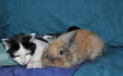 可爱小兔小猫图片