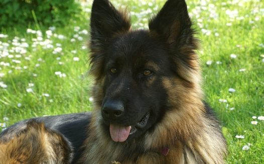 休息的德国牧羊犬图片