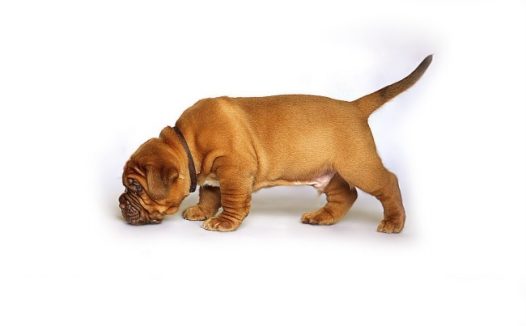 斗牛犬幼犬图片