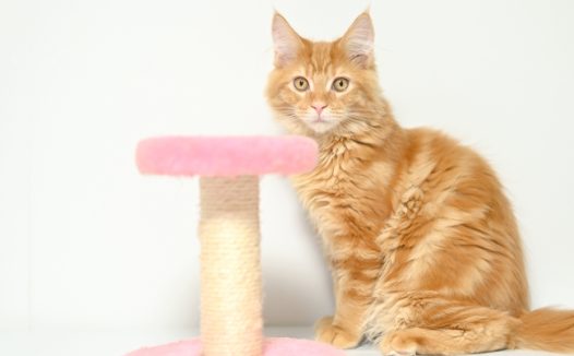 缅因库恩猫图片