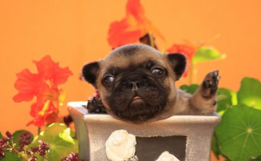 幼小斗牛犬图片