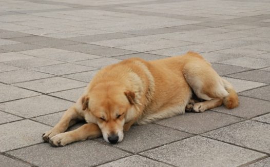 流浪狗睡觉图片