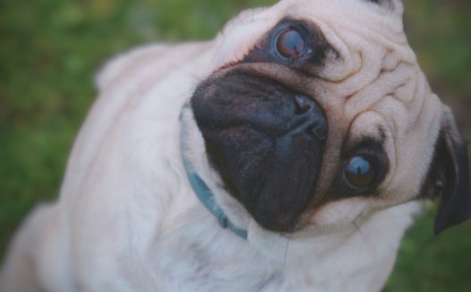 草地可爱法兰西斗牛犬摄影图片