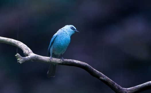 站在树枝上的野生蓝色小鸟图片