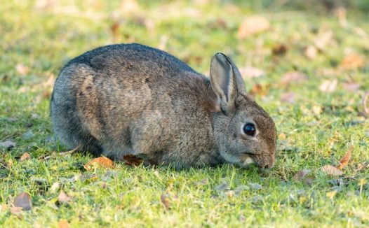 草地觅食灰色兔子图片
