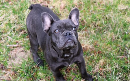 法国斗牛犬可爱图片