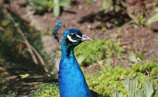 雌蓝孔雀图片