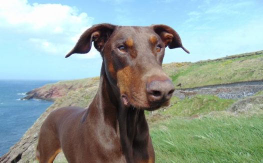 棕色杜宾犬图片