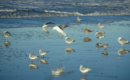 海边海滩一群海鸥图片