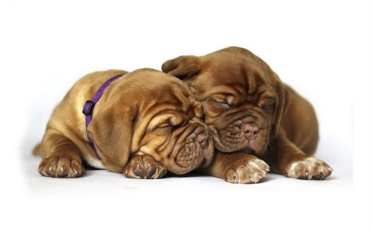 超萌斗牛犬图片