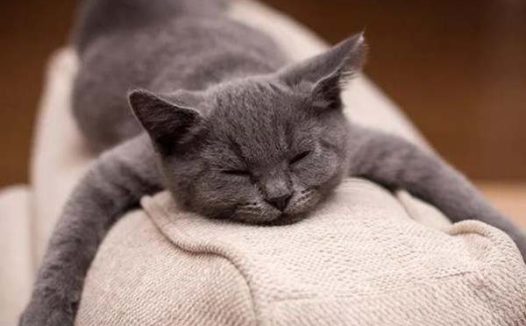 猫应激反应呕吐会自愈吗