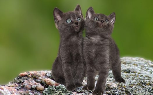 两只黑色小猫咪图片