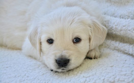 白色金毛犬萌狗狗图片