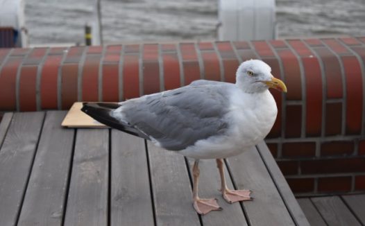 一只灰白海鸥图片