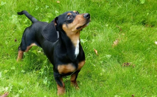 德国腊肠犬图片