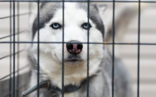 笼中的西伯利亚雪橇犬图片