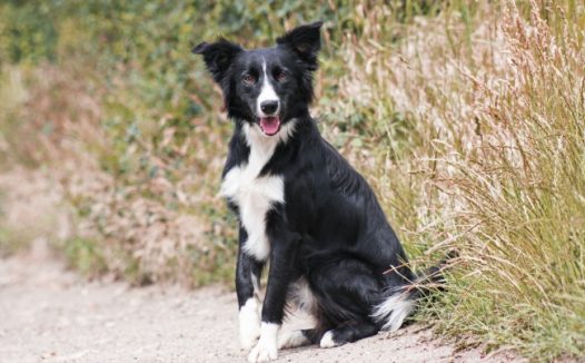 黑色狗蹲坐图片