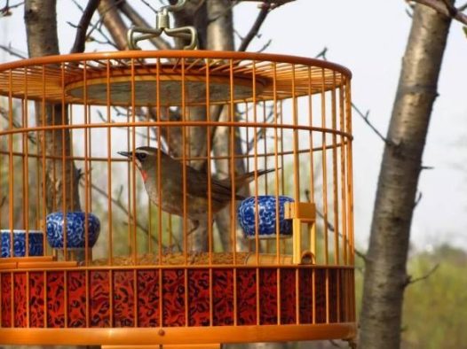 天气晴好 遛遛鸟