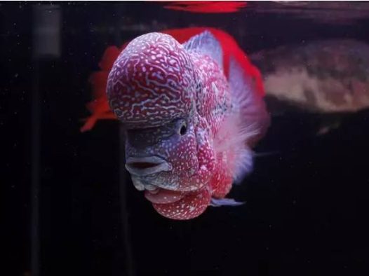 鱼友分享极品的金花罗汉鱼图