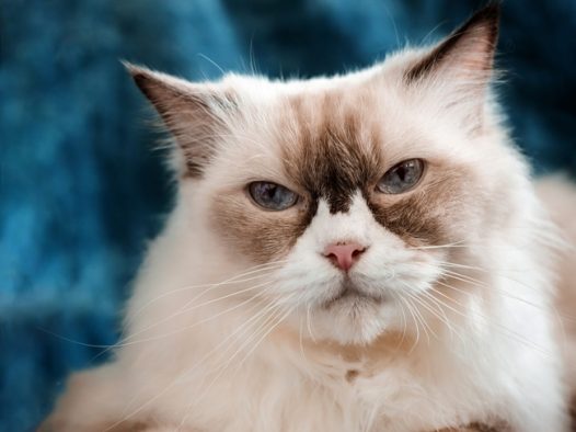 可爱金吉拉猫宠物写真图片