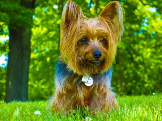 草地长毛宠物狗图片