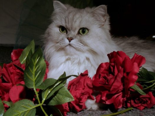 波斯猫可爱图片