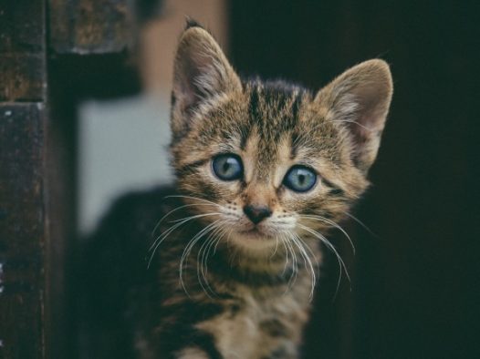 可爱萌萌哒狸花猫图片