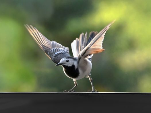 灰鹡鸰野生飞禽摄影图片