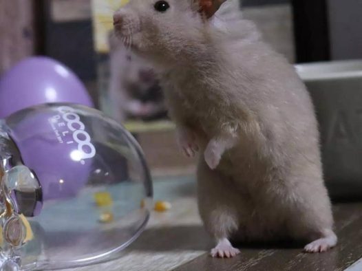 小仓鼠以为主人不在偷吃甜点，主人：就等你了！