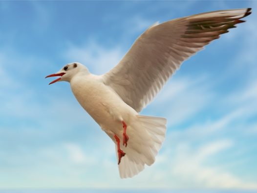 白色海鸥高空飞翔图片