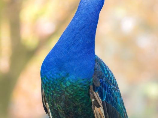 骄傲的蓝色孔雀图片