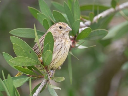站在树枝上的金翅鸟摄影图片