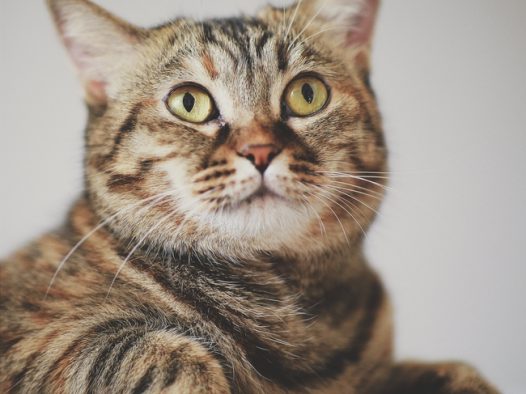 可爱憨憨虎斑猫图片