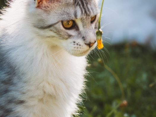 可爱呆萌挪威森林猫图片