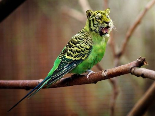 老虎头长尾鹦鹉，哈哈太假