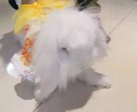 一岁半的海棠兔