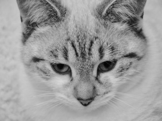 小花猫头像图片