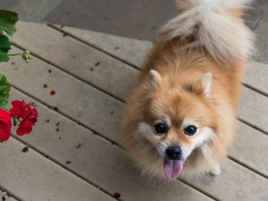 狐狸犬图片