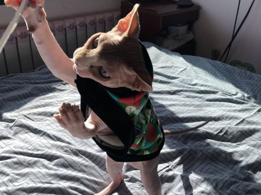 无毛猫,逗你玩儿……