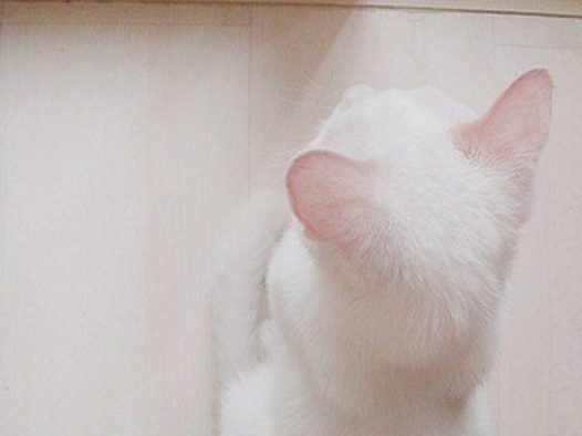 喵星人，雪白雪白的一只喵咪。