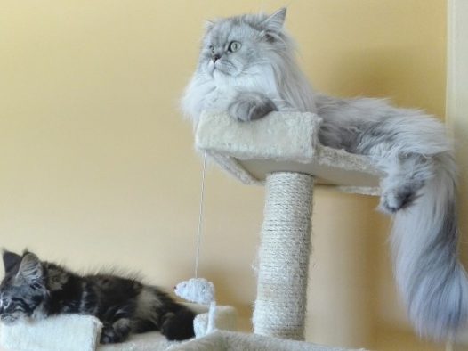 波斯长毛猫图片