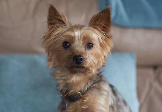 超萌小狗可爱图片