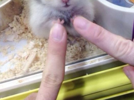 你们说小仓鼠可爱吗