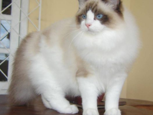 世界上最美的布偶猫