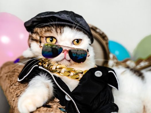 可爱时髦宠物猫咪写真图片