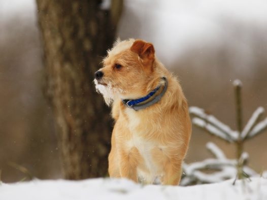 冬天雪地萌犬狗狗图片