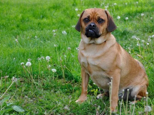 呆萌小猎犬图片